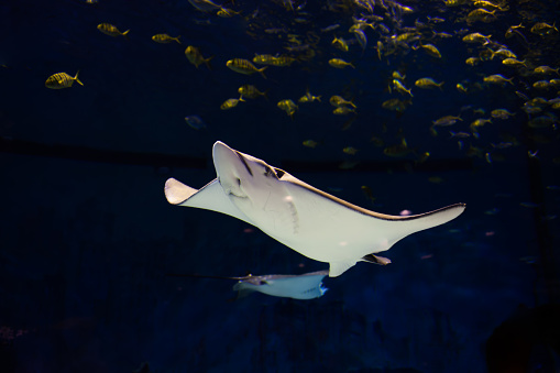 Underside of a stingray swimming in aquarium