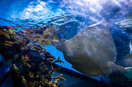 Eagle ray swimming under waves along seaweed and rock ocean bottom