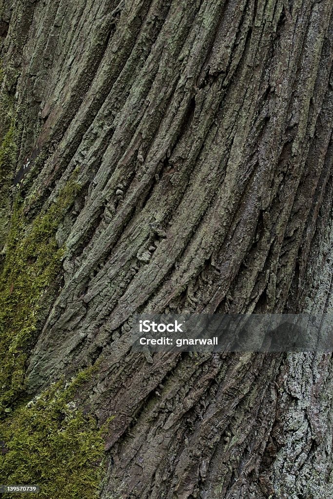 Tree Bark with Moss Rough and twisted pine bark in a Pacific Northwest forest. Forest Stock Photo
