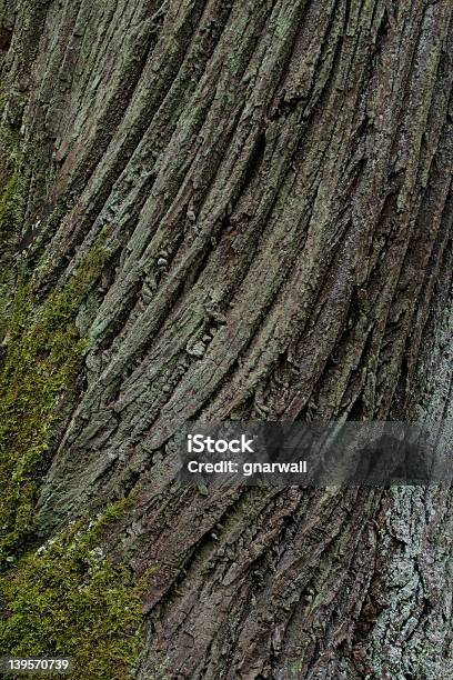 Tree Bark With Moss Stock Photo - Download Image Now - Forest, Frowning, Lichen