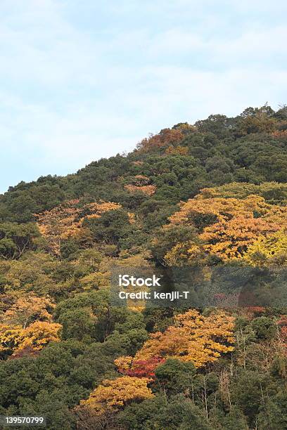 Hermosa Zona Arbolada Foto de stock y más banco de imágenes de Aire libre - Aire libre, Amarillo - Color, Arce Japonés