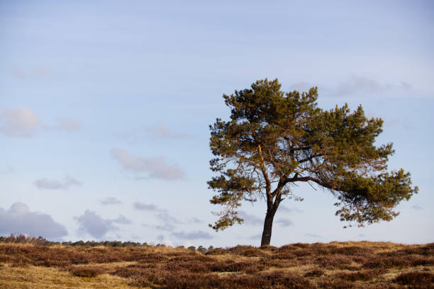 istock Single tree on a coast of Sweden with sky and sea behind 1395708214