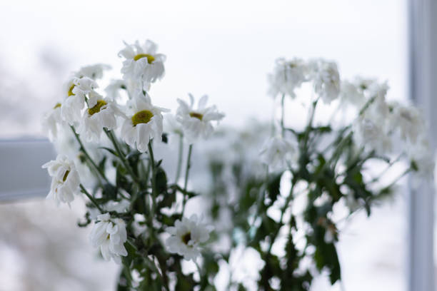photo of white flowers in the garden in front of the house