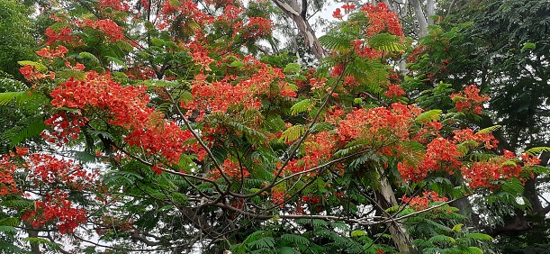 Royal Poinciana or Delonix Regia is a species of bean family flowering plant. It is also known flamboyant, Flame of the forest and flame tree. Native place of this flowering plant is Madagascar.