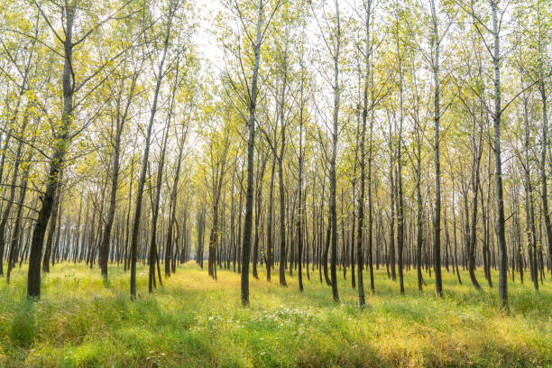 istock The trees and plants in the forest 1395711333