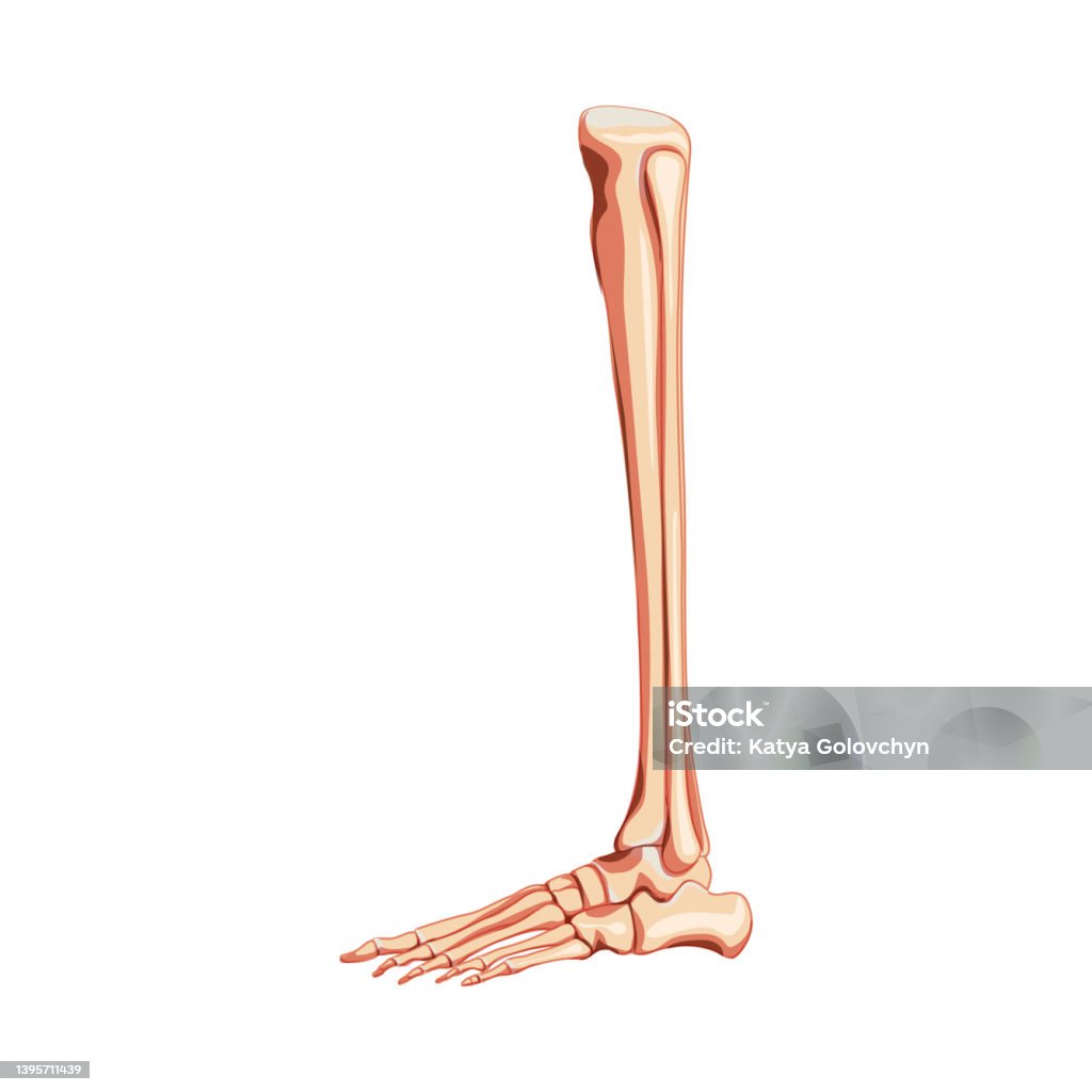 다리 경골 비골 발 발목 해골 인간의 측면보기 중족골 세트 지골 3d 해부학적으로 정확한 사실적인 평면 자연 색상 개념 흰색 ...