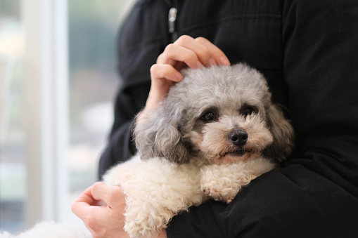 gray small poodle dog holding and stroking by pet owner