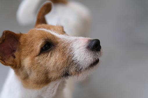 close up one brown white Jack Russell Terrier pet dog side face with blur background
