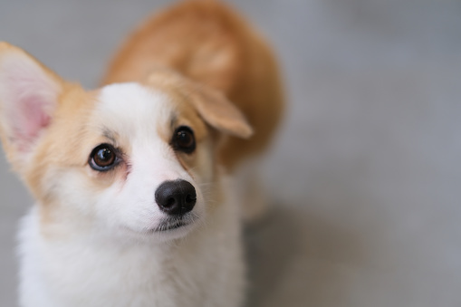 funny little corgi puppy with blur background