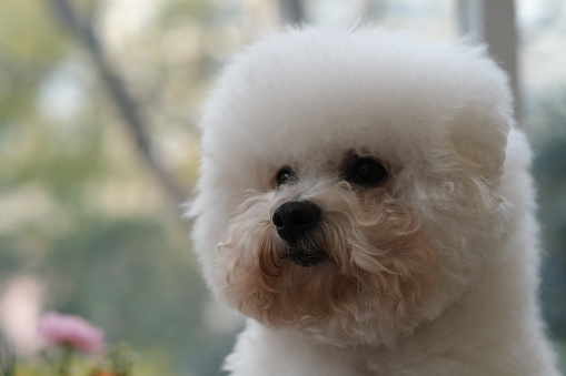 close up one Bichon Frise dog with green spring bokeh and flower