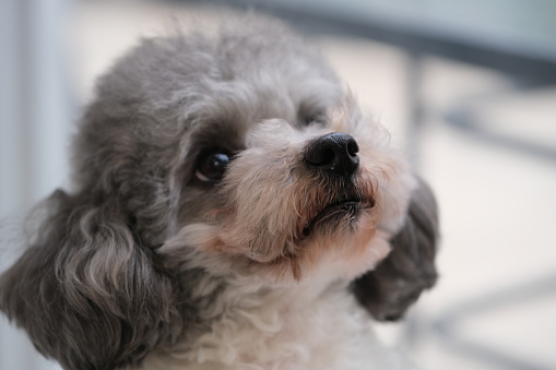 close up one gray poodle dog raise head look up