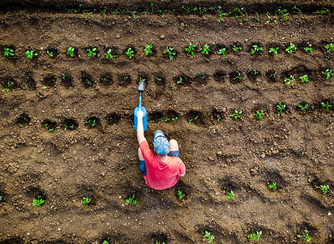Drone shot depicting a top down aerial view of one man working outdoors in a vegetable garden. He is wearing a red t shirt, providing a nice contrast with the lush green foliage. He is wearing a baseball cap to protect himself from the sun's rays. There are many different vegetable patches, creating abstract patterns and lines from above.