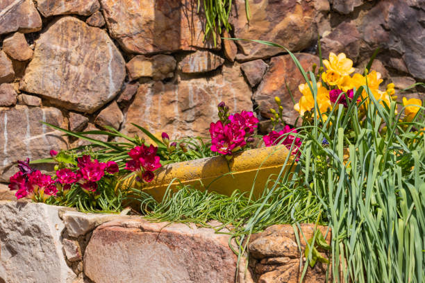Spring-blooming flowers in the garden. Freesia flowers. Red and yellow freesia