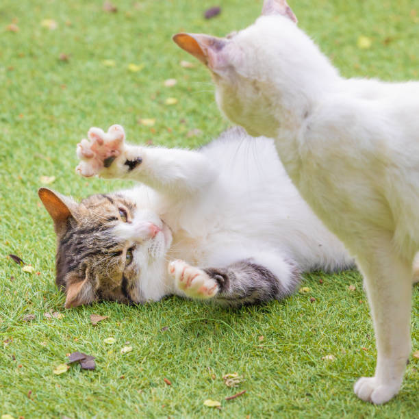 istock Young cats playing outdoors 1395713257