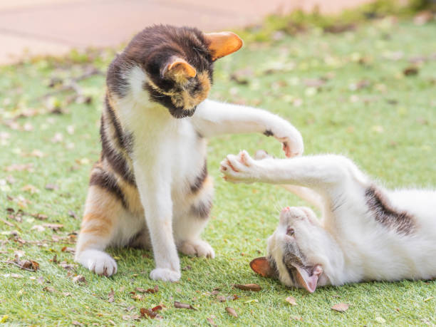 istock Young cats playing outdoors 1395713295