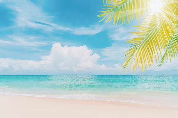 istock Palm tree on tropical beach with blue sky and white clouds abstract background. Copy space of summer vacation and business travel concept. Vintage tone filter effect color style. 1395714573