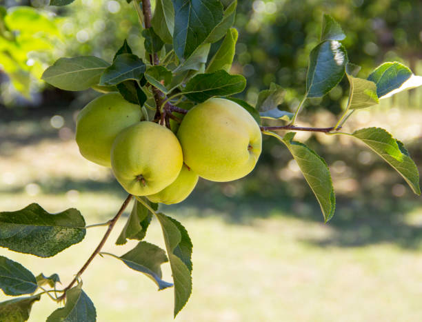Four green apples hang on a branch in an orchard stock photo