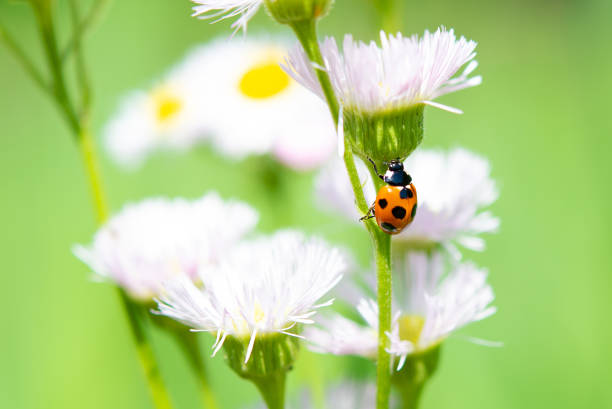 Ladybird on daisy fleabane flowers.