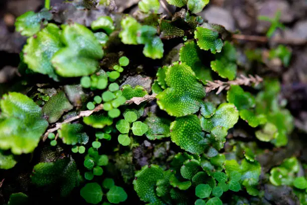 Close up of great scented liverwort.