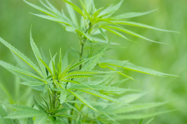Green ripe cannabis plant in cannabis garden. Shallow depth of field and blurred background. Close-up stock photo