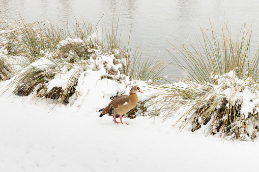A duck in the snow in a public park