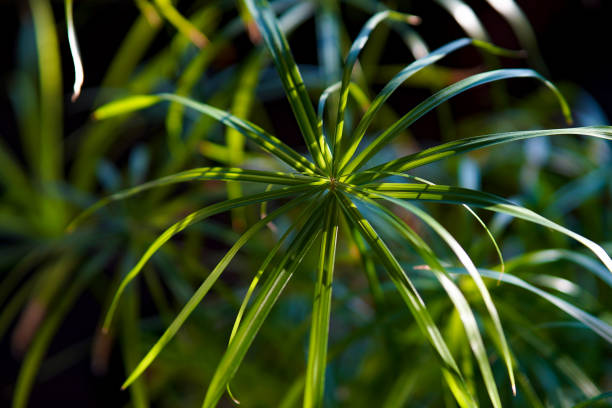 Close up photo of Cyperus scariosus