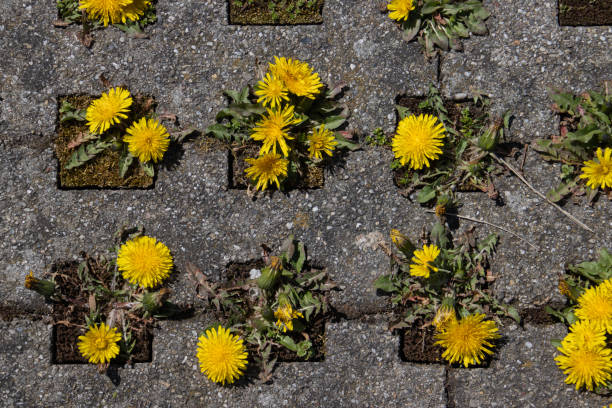 istock Dandelions growing between concrete grass pavers on a parking lot 1395719257