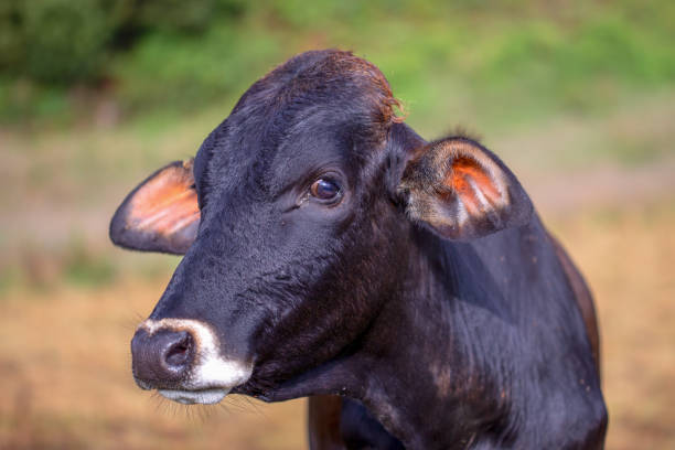 istock Close-up photography of a cow head 1395719607