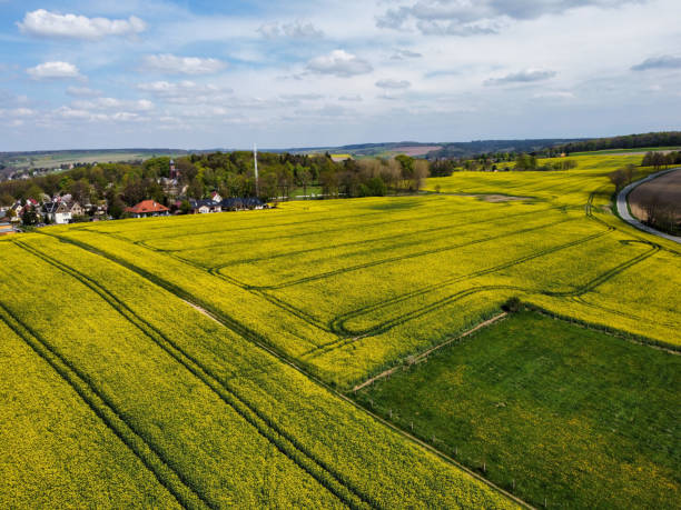istock Aerial view of rapeseed field in spring 1395720287