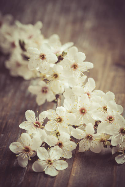 istock Apple tree branch with white blossoms on wooden background 1395721033