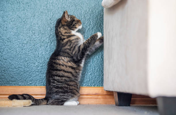istock Tabby cat scratching at the side of a cream coloured couch 1395721307