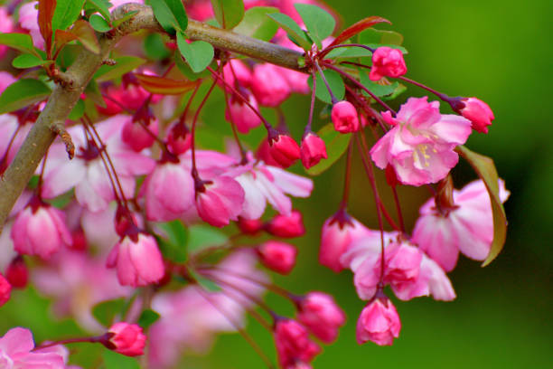 istock Malus halliana / Hall's Crabapple 1395722048