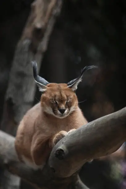 close up portrait of cute caracal on a branch of a tree against green background