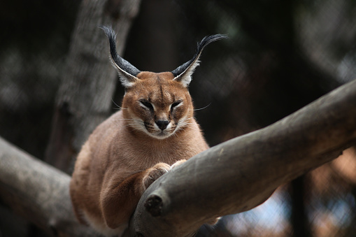 close up portrait of cute caracal against green background