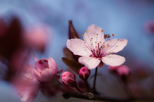 Close-up of pink cherry blossoms with a blue sky in the background.