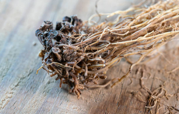 Valerian herb root alternative herbal medicine on white with mortar. Used to treat stress, anxiety, insomnia, digestive health, menstrual cramps. Natural healing.
