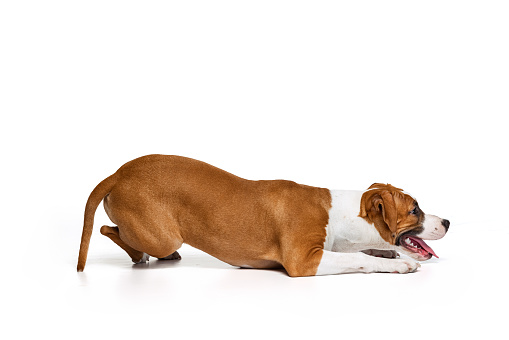Boxer sitting in front of a white background
