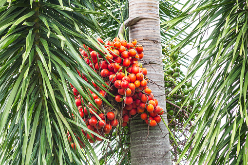 The Betel nuts or areca nuts on the tree