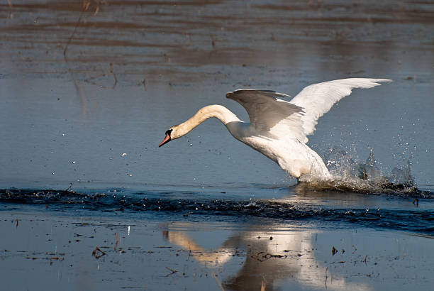 istock White Swan Landing on Waterl 139572516