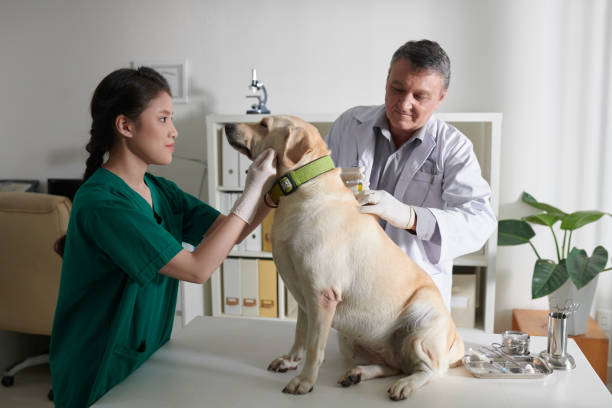 istock Vet Injecting Medicine 1395725768