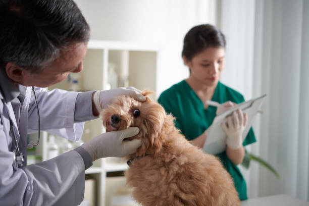 istock Veterinarian Checking Eyes of Dog 1395725780