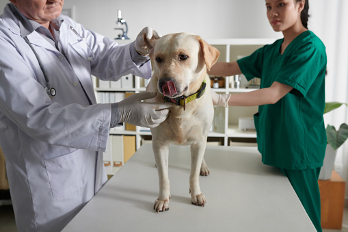 Veterinarian and nurse examining labrador retriever dog standing on table