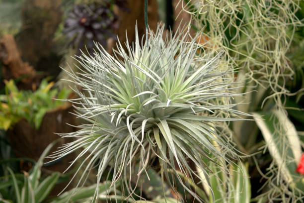 istock Image of a tropical air plant 1395729116