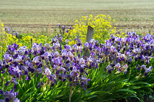beautiful irises, in the foreground purple and yellow flowers, landscape of fields