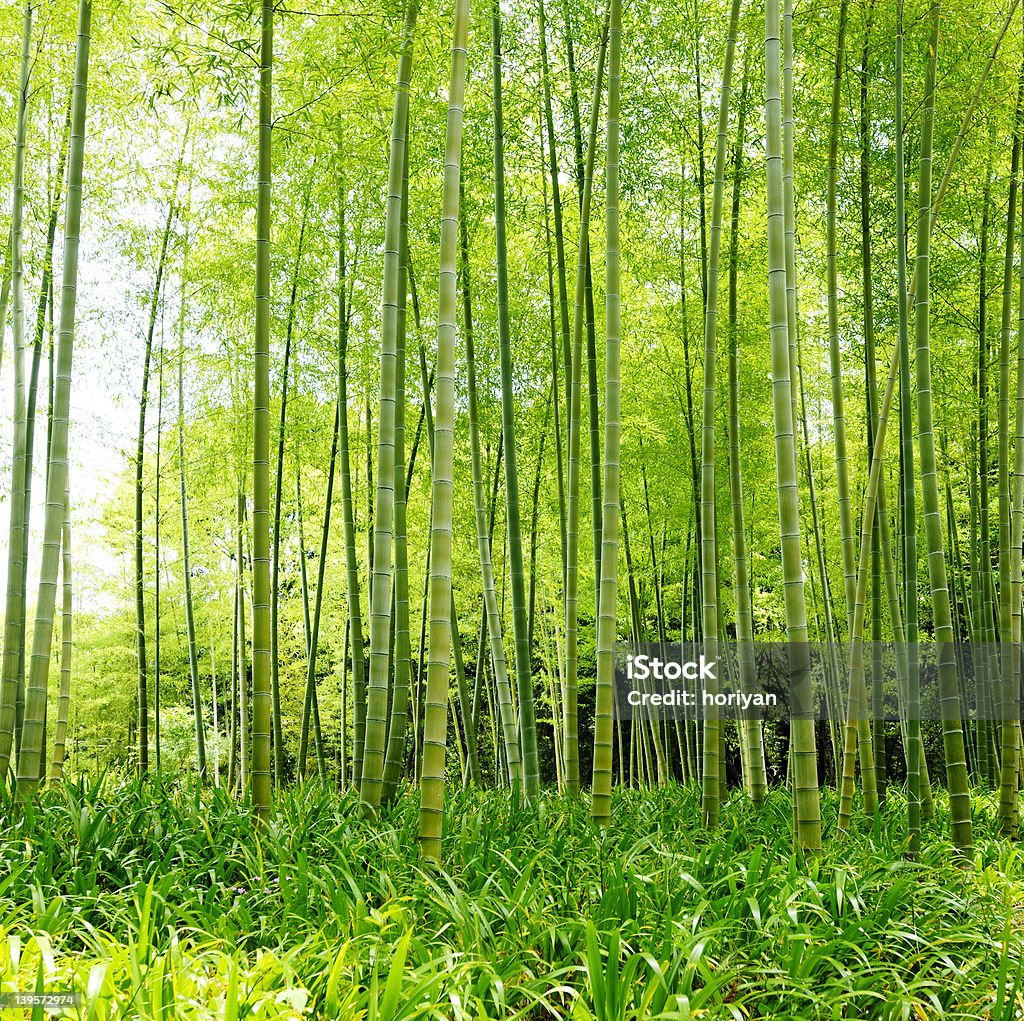 Bambus - Lizenzfrei Asien Stock-Foto