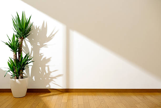 Room White wall and plant yucca stock pictures, royalty-free photos & images