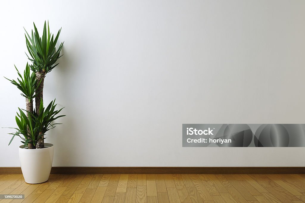 Room Yucca in white room Indoors Stock Photo