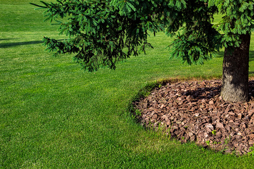 mulching with bark under a pine tree on a green lawn with a lawn, spring sunny landscape close-up with copy space.
