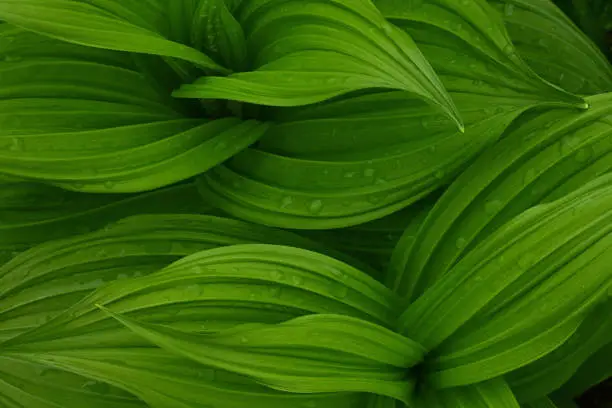 Photo of Distinctive pleated leaves of false hellebore, with raindrops