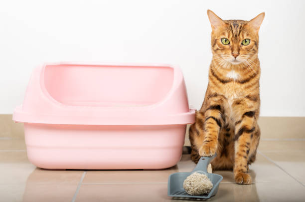 бенгальская кошка чистит кошачий туалет дома. - litter box box clean shovel стоковые фото и изображения